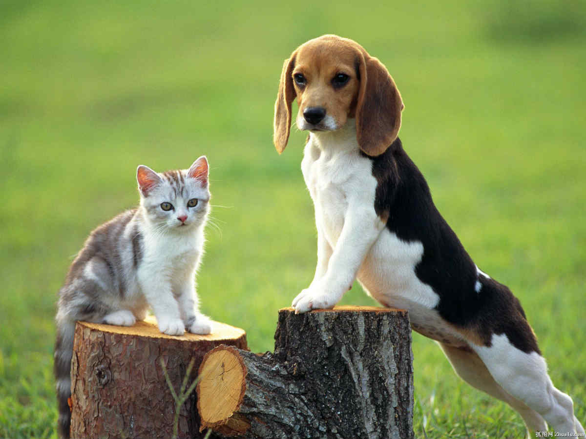 Tips on how to make a dog and cat become friends
