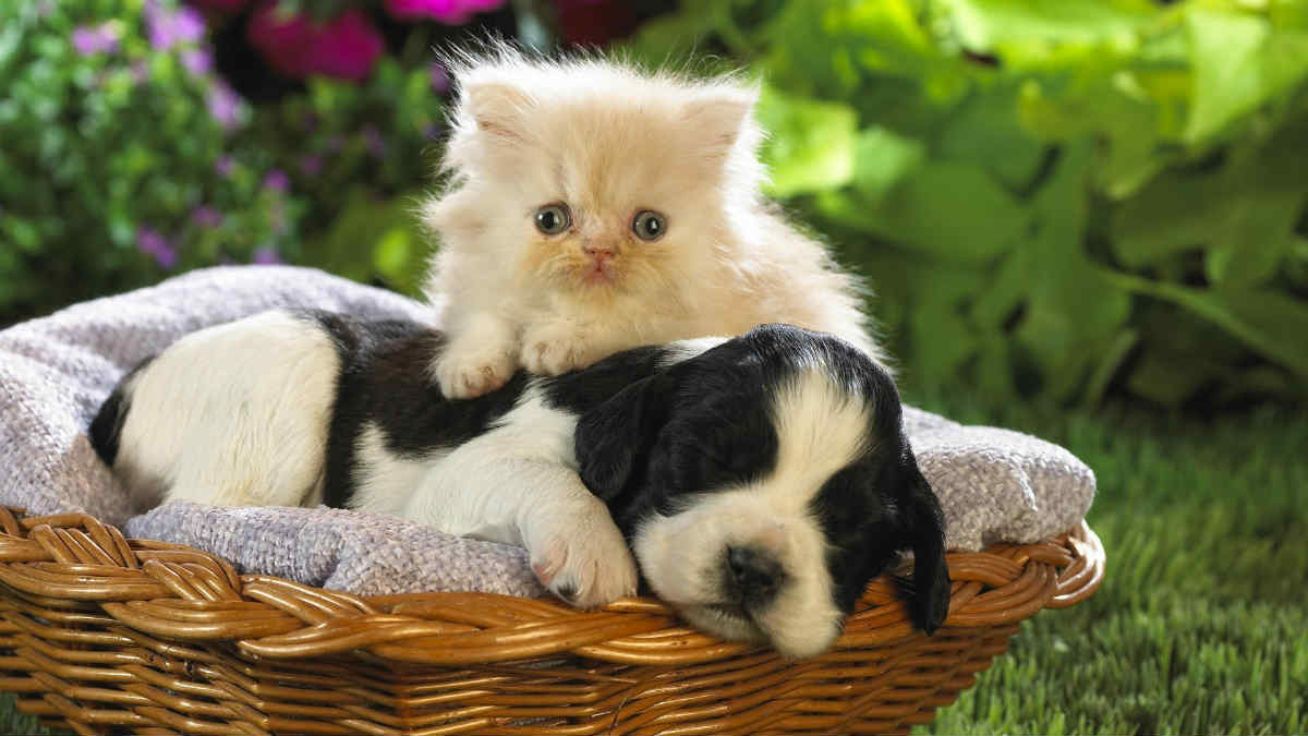5 Amazing Cats and Dogs Friendships