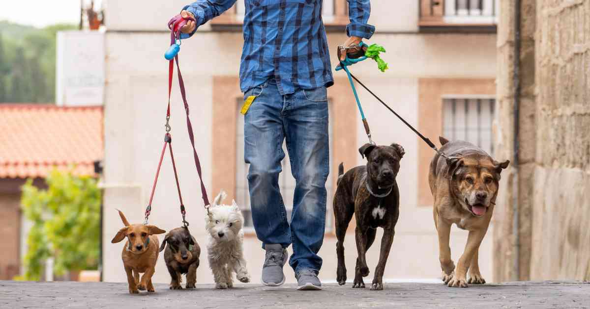 https://storage.googleapis.com/petbacker/images/blog/2023/dog-walker-with-leashed-dogs.jpg
